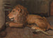 Lejon av Artis Amsterdam - Auguste Allébé — vy av konstverket