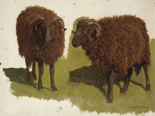 Auguste Bonheur - Study Of Black Rams.webp