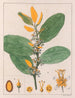 A. Erythroxylum Suberosum B. Erythroxylum Deciduum - Auguste de Saint-Hilaire — vy av konstverket