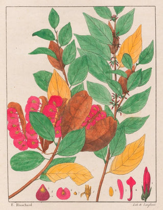 Auguste de SaintHilaire - Anchietea Salutaris.webp