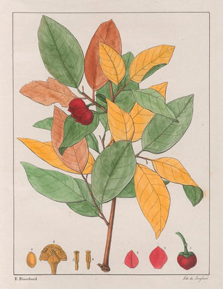 Auguste de SaintHilaire - Anona Palustris.webp