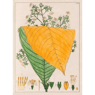 Auguste de SaintHilaire - B Exostema Australe A Exostema Cuspidatum.webp