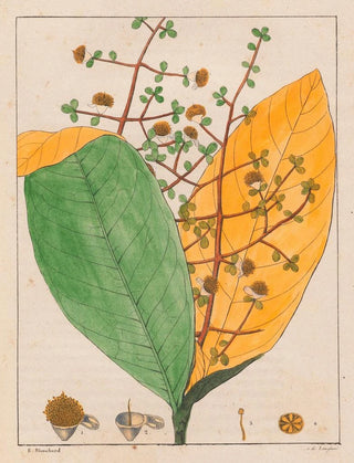 Auguste de SaintHilaire - Calyptranthes Aromatica.webp