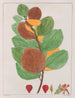 Cissampelos ebracteata - Auguste de Saint-Hilaire — vy av konstverket