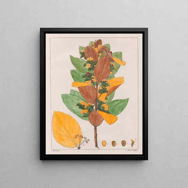 Cissampelos ovalifolia - Auguste de Saint-Hilaire — inramlat konstverk på väggen