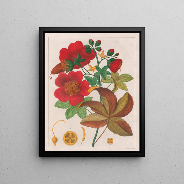Cochlospermum insigne - Auguste de Saint-Hilaire — inramlat konstverk på väggen