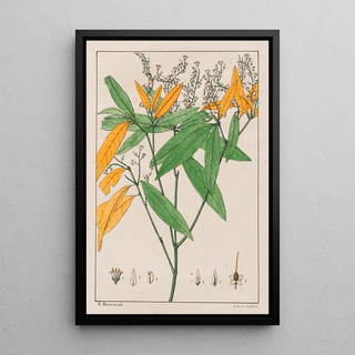 Auguste de SaintHilaire - Conohoria Lobolobo.webp