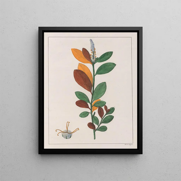 Croton campestris - Auguste de Saint-Hilaire — inramlat konstverk på väggen
