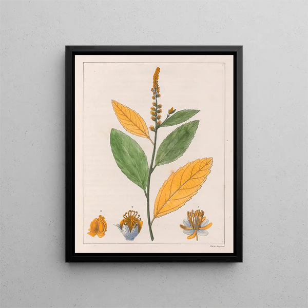 Croton perdicipes - Auguste de Saint-Hilaire — inramlat konstverk på väggen