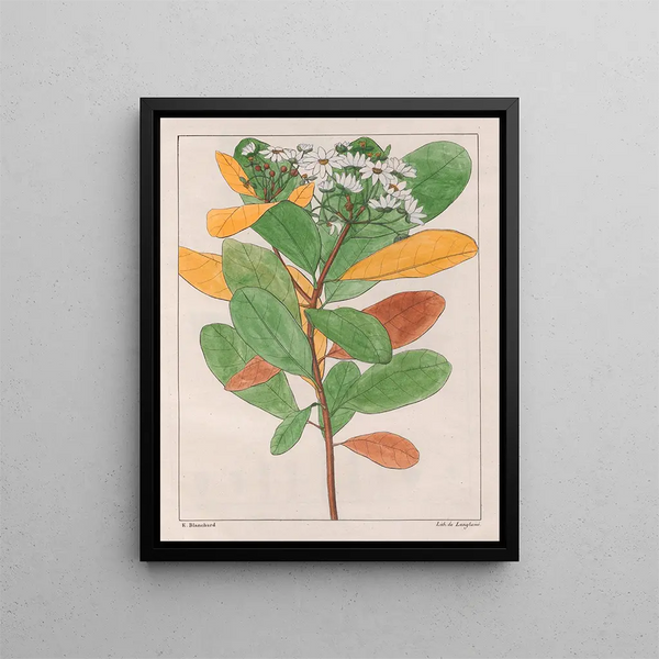Drymys granatensis V. campestris - Auguste de Saint-Hilaire — inramlat konstverk på väggen