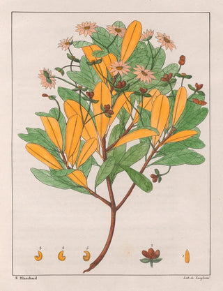 Auguste de SaintHilaire - Drymys Granatensis V Montana.webp