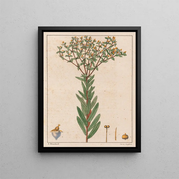 Euphorbia papillosa - Auguste de Saint-Hilaire — inramlat konstverk på väggen
