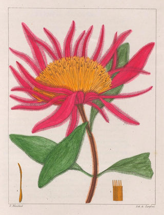 Auguste de SaintHilaire - Gomphrena Macrocephala.webp