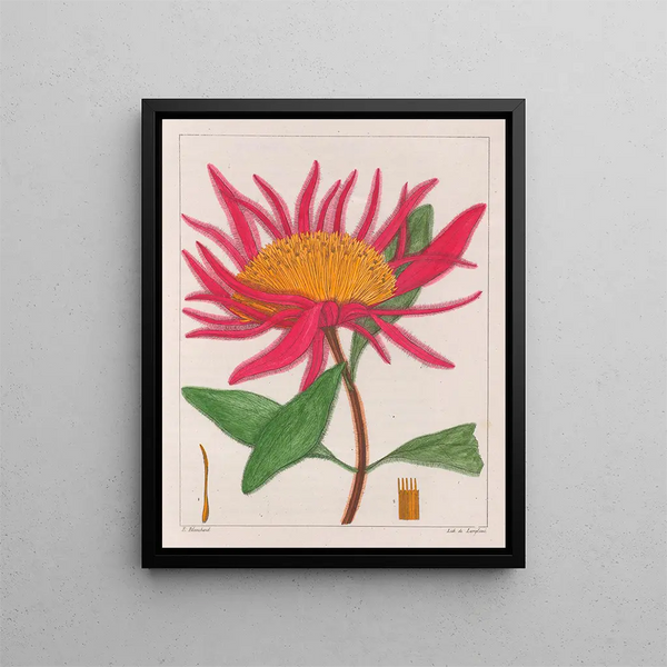 Gomphrena macrocephala - Auguste de Saint-Hilaire — inramlat konstverk på väggen
