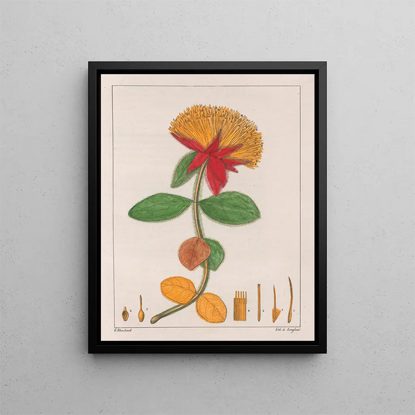 Gomphrena officinalis - Auguste de Saint-Hilaire — inramlat konstverk på väggen