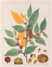 Guazuma ulmifolia - Auguste de Saint-Hilaire — vy av konstverket