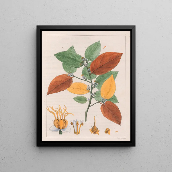 Variété Guazuma ulmifolia - Auguste de Saint-Hilaire — inramlat konstverk på väggen