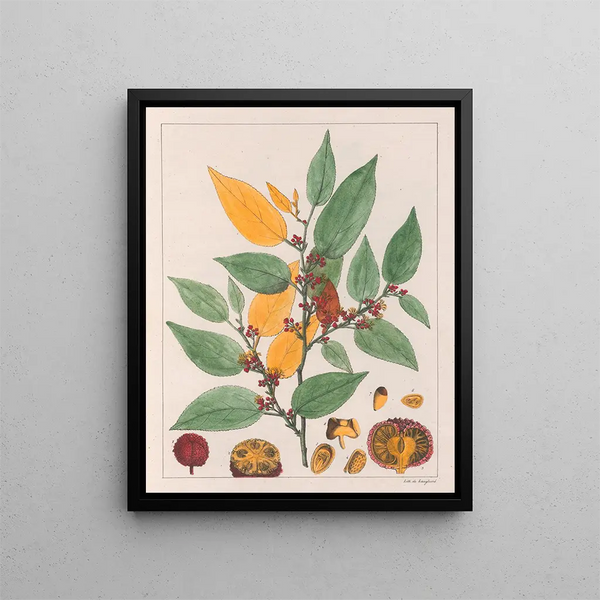 Guazuma ulmifolia - Auguste de Saint-Hilaire — inramlat konstverk på väggen