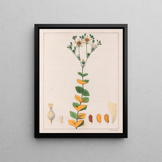 Auguste de SaintHilaire - Hypericum Connatum.webp