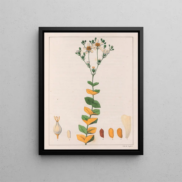 Hypericum connatus - Auguste de Saint-Hilaire — inramlat konstverk på väggen