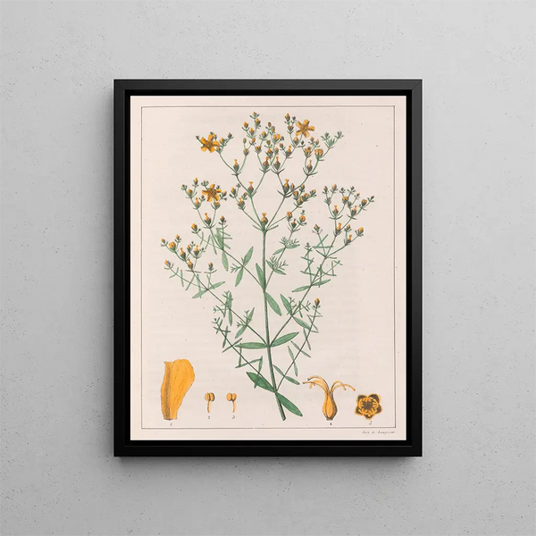 Auguste de SaintHilaire - Hypericum Laxiusculum.webp