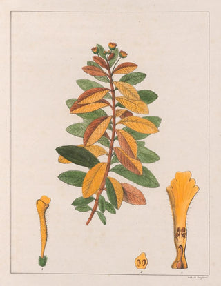 Auguste de SaintHilaire - Lantana PseudoThea.webp