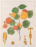 Prounea brasiliensis - Auguste de Saint-Hilaire — vy av konstverket