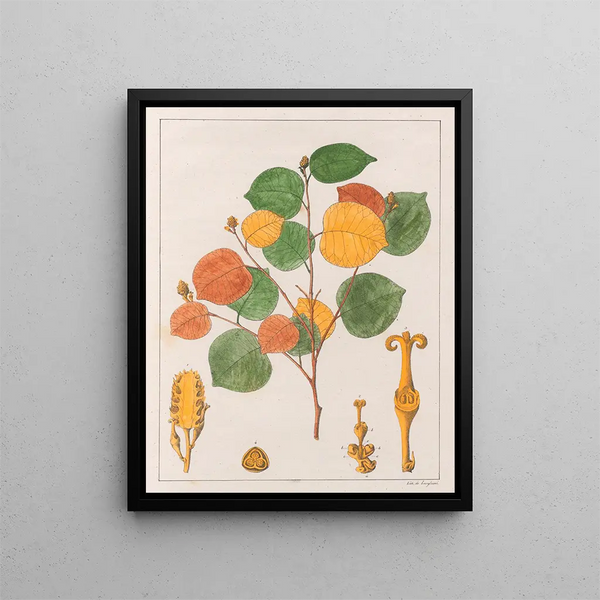 Prounea brasiliensis - Auguste de Saint-Hilaire — inramlat konstverk på väggen