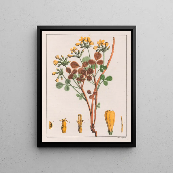 Oxalis fulva - Auguste de Saint-Hilaire — inramlat konstverk på väggen