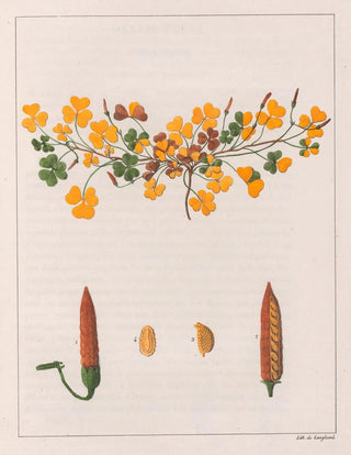 Auguste de SaintHilaire - Oxalis Repens.webp