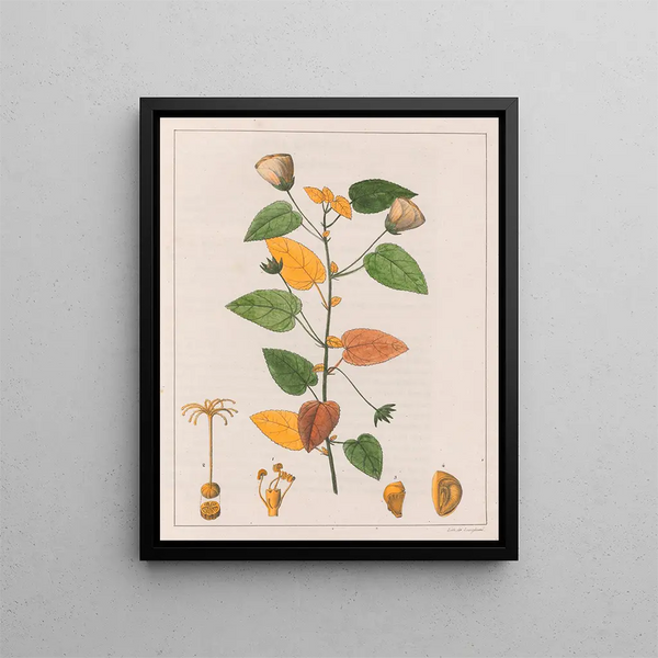 Pavonia diuretica - Auguste de Saint-Hilaire — inramlat konstverk på väggen