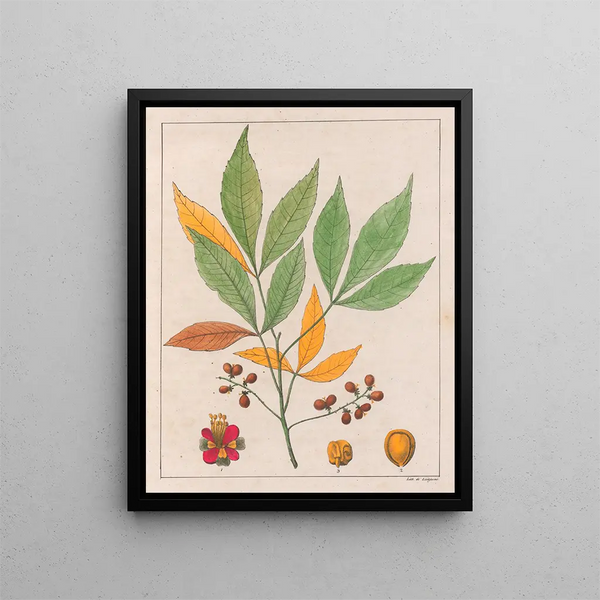 Schmidelia edulis - Auguste de Saint-Hilaire — inramlat konstverk på väggen