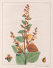 Comme micrantha - Auguste de Saint-Hilaire — vy av konstverket
