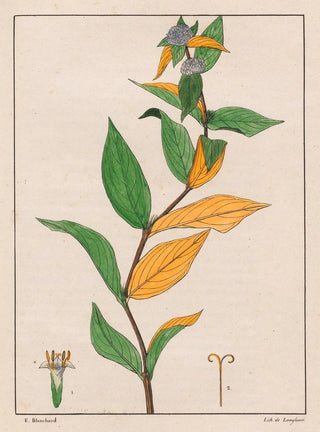 Auguste de SaintHilaire - Spermacoce Poaya.webp