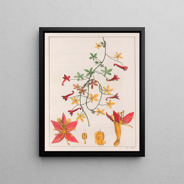 Tropaeolum pentaphyllum - Auguste de Saint-Hilaire — inramlat konstverk på väggen