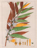 Xylopia sericea - Auguste de Saint-Hilaire — vy av konstverket