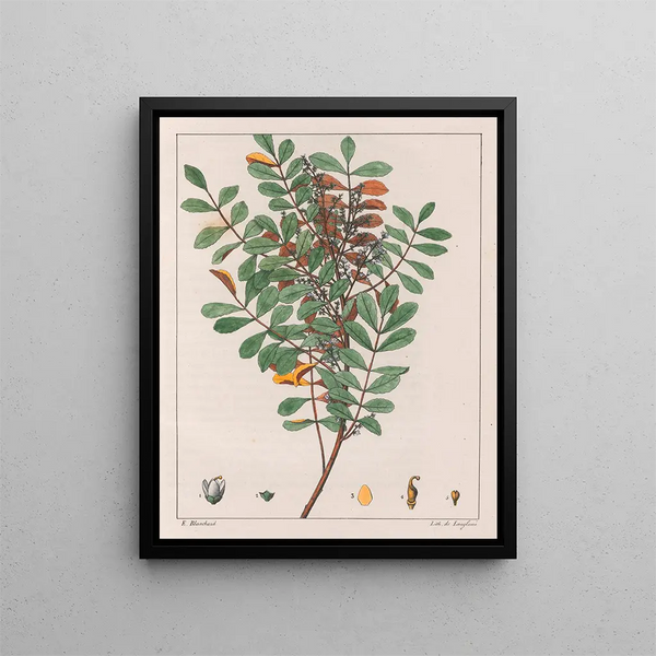 Zanthoxylum hyemale - Auguste de Saint-Hilaire — inramlat konstverk på väggen