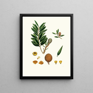 Aylmer Bourke Lambert - Dammara orientalis Amboyna pitch tree.webp