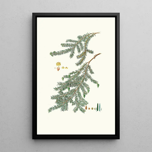 Reproduktion av målningen Pinus canadensis, pin du Canada - Aylmer Bourke Lambert