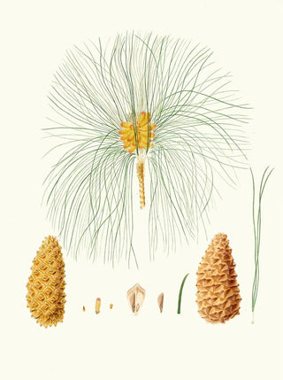 Aylmer Bourke Lambert - Pinus canariensis Canary pine.webp