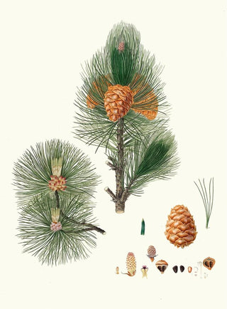Aylmer Bourke Lambert - Pinus cembra Siberian stone pine.webp