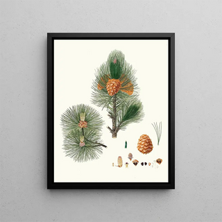 Aylmer Bourke Lambert - Pinus cembra Siberian stone pine.webp
