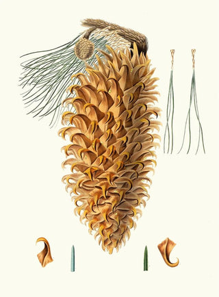 Aylmer Bourke Lambert - Pinus coulteri Greathooked pine Bigcone pine.webp