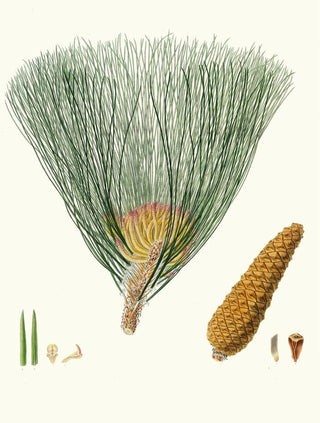 Aylmer Bourke Lambert - Pinus palustris Swamp pine.webp