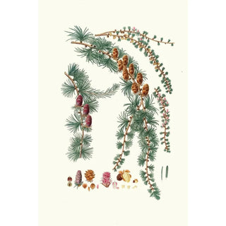 Aylmer Bourke Lambert - Pinus pendula Black larch.webp