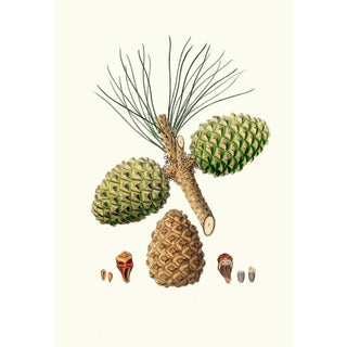 Aylmer Bourke Lambert - Pinus pinea The stone pine.webp