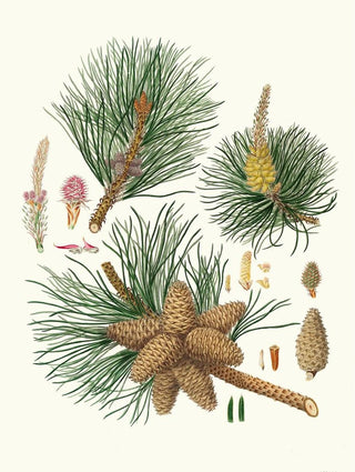 Aylmer Bourke Lambert - Pinus rigida Threeleaved Virginian pine.webp