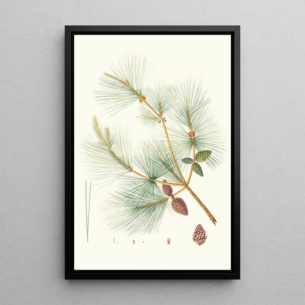Reproduktion av målningen Pinus sinensis Pin kinesisk - Aylmer Bourke Lambert