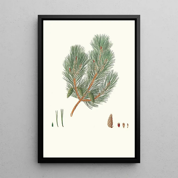 Reproduktion av målningen Pinus variablilis Pin bâtard à feuilles variables - Aylmer Bourke Lambert