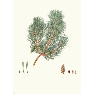 Aylmer Bourke Lambert - Pinus variablilis Variableleaved bastard pine.webp